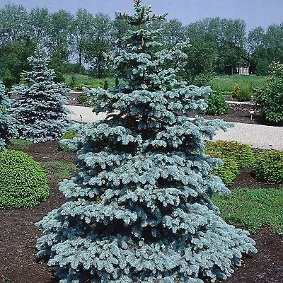 kamenik-3202609200316402896956
